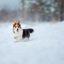 corgi-dog-in-the-snow-dog-in-winter-dog-in-natur-2023-11-27-05-06-55-utc